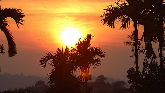সুপারিগাছের ওপাড়ে সূর্য অস্ত যাচ্ছে। সোনালি আলো ছড়িয়ে পড়েছে চারদিকে। নিউজিল্যান্ড এলাকা, খাগড়াছড়ি, ২৫ জানুয়ারি। ছবি: নীরব চৌধুরী