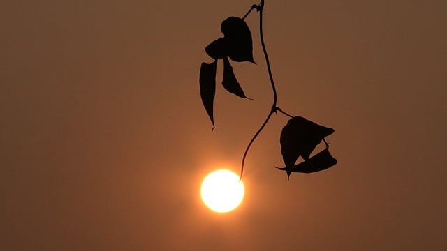 পড়ন্ত বিকেলের সূর্য। অনেকটা প্রদীপের মতো তার আলো। শিমুলকান্দি, সিলেট সদর, ২৪ জানুয়ারি। ছবি: আনিস মাহমুদ