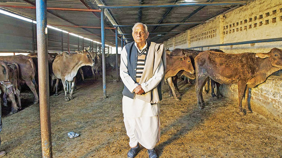 ভারতে গরুর একটি খামার