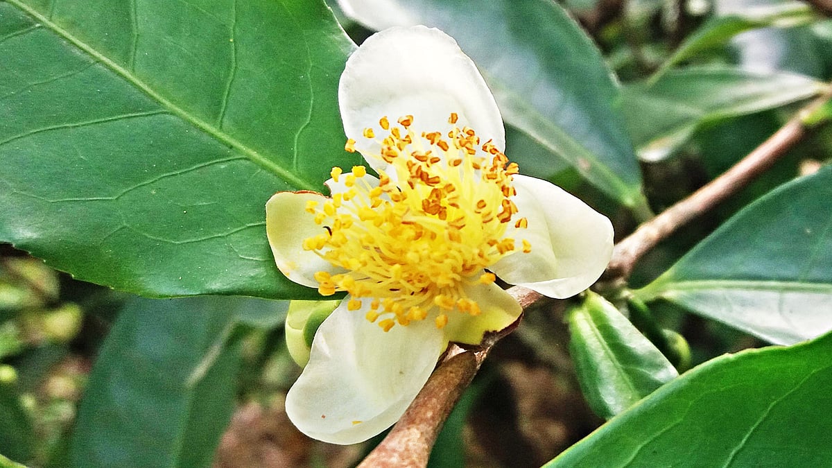 চা–ফুল। ৫ জানুয়ারি, মৌলভীবাজার l ছবি: লেখক