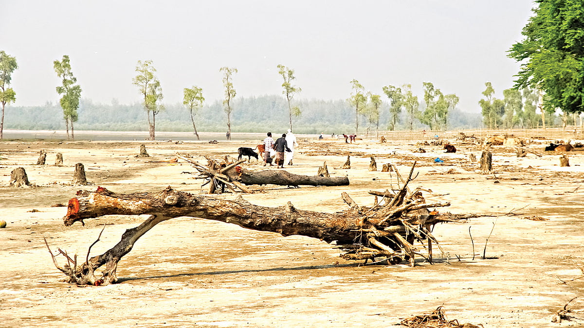 দেশের দ্বিতীয় বৃহত্তম শ্বাসমূলীয় বন টেংরাগিরির অসংখ্য গাছ মরে যাচ্ছে। সাম্প্রতিক ছবি। বরগুনার তালতলী উপজেলায়। ছবি: সাইয়ান