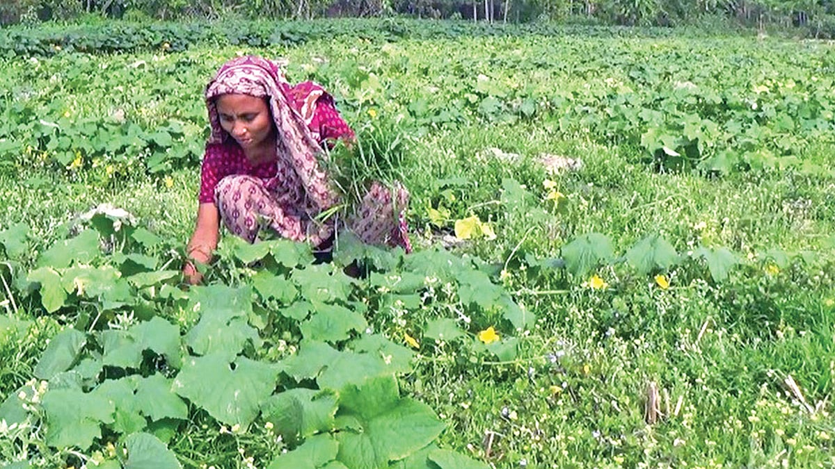 ক্ষীরাখেত পরিচর্যা করছেন এক কিষানি। ঝালকাঠি সদর উপজেলার পোনাবালিয়া ইউনিয়নের রাজাপুর গ্রামে।  ছবি: প্রথম আলো