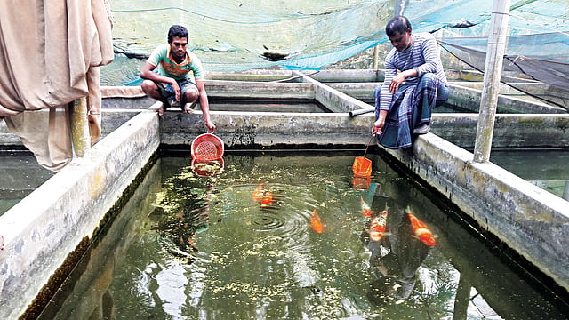 শরীয়তপুরের নড়িয়া উপজেলার ডিঙ্গামানিক গ্রামে নিজের খামারে কাজ করছেন বাসু দাস (বাঁয়ে)। অ্যাকুরিয়ামে চাষের জন্য এসব রঙিন মাছ তিনি ঢাকায় কাঁটাবনে বিক্রি করেন।এতে তাঁর আর্থিক সচ্ছলতাও এসেছে। ছবি: প্রথম আলো