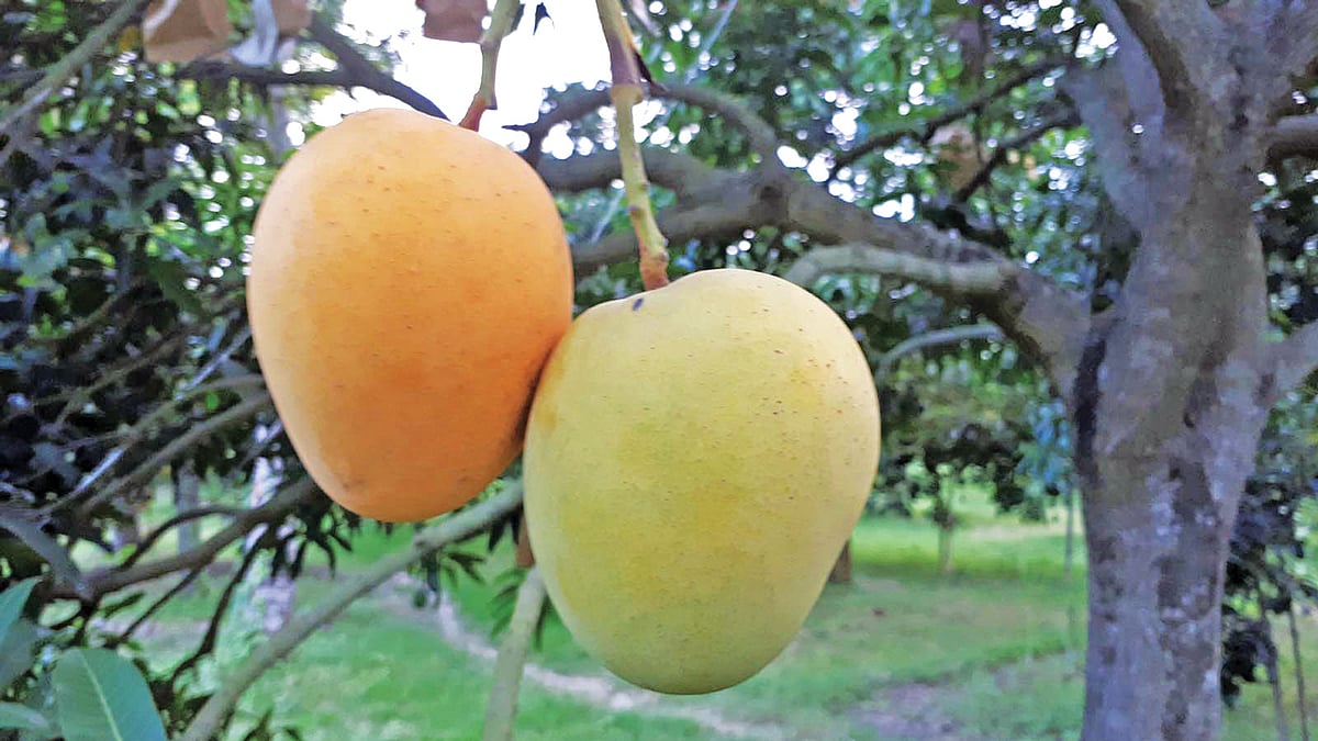 ক্ষীরশাপাতি আম। ছবি: সংগৃহীত