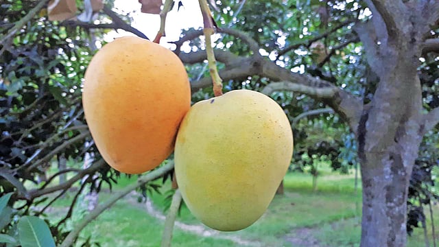 ক্ষীরশাপাতি আম। ছবি: সংগৃহীত