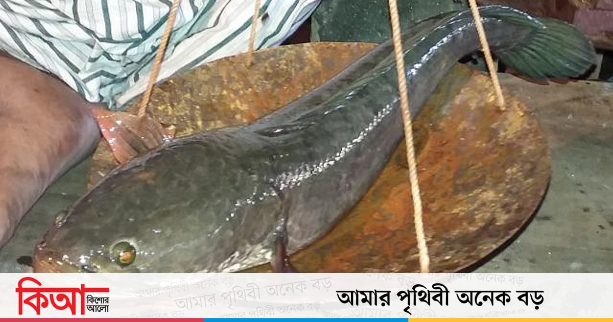 চ্যাং আর টাকি কি একই মাছ চ্যাং আর টাকি কি একই মাছ