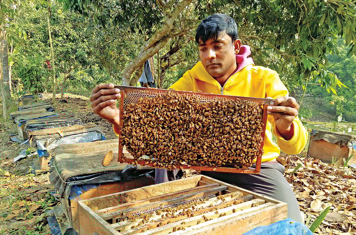 ‌লিচুবাগা‌নে মৌমা‌ছি চাষ করেন মাসুদ রানা। সেটি পরীক্ষা করে দেখছেন তিনি। সম্প্রতি   পাবনার ভাঙ্গুড়া উপ‌জেলার রামচন্দ্রপুর গ্রামে।  ছবি: প্রথম আলো