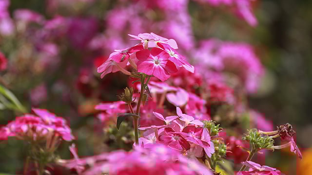 গোলাপি রঙের তিসি ফুল। সাদা ও নীল রঙেরও এ ফুল হয়। তিসি বীজ থেকে তেল হয়। প্রায় ৩০ হাজার বছর আগে জর্জিয়ায় প্রথম তিসির ব্যবহার হয়। নূরনগর, খুলনা, ২০ ফেব্রুয়ারি। ছবি: সাদ্দাম হোসেন