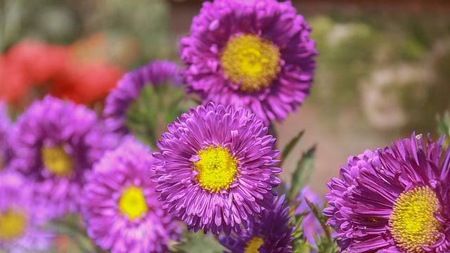 এস্টার ফুল। এস্টার একটি গ্রিক শব্দ। এর অর্থ নক্ষত্র। নূরনগর, খুলনা, ২০ ফেব্রুয়ারি। ছবি: সাদ্দাম হোসেন
