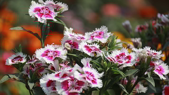 ডায়ানথাস ফুলের একটি প্রজাতি। এই প্রজাতির প্রায় ৩০০ ফুল রয়েছে। এই প্রজাতির ফুলের নাম সুইট উইলিয়াম। এই প্রজাতির আদি নিবাস এশিয়া ও ইউরোপ। নূরনগর, খুলনা, ২০ ফেব্রুয়ারি। ছবি: সাদ্দাম হোসেন