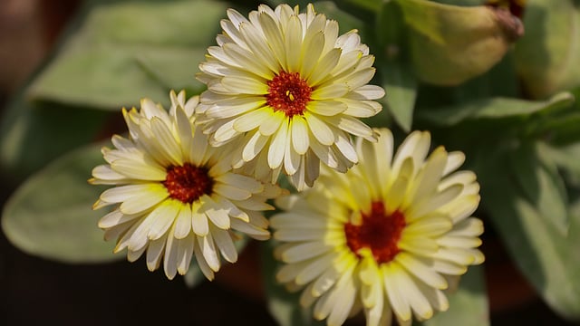 ‘ক্যালেন্ডুলা’ প্রজাতিভুক্ত একটি ফুল এটি। নাম—   ‘পট মেরিগোল্ড’। এই প্রজাতির আদি নিবাস এশিয়া, ইউরোপ, ভূমধ্য ইত্যাদি এলাকা। নূরনগর, খুলনা, ২০ ফেব্রুয়ারি। ছবি: সাদ্দাম হোসেন