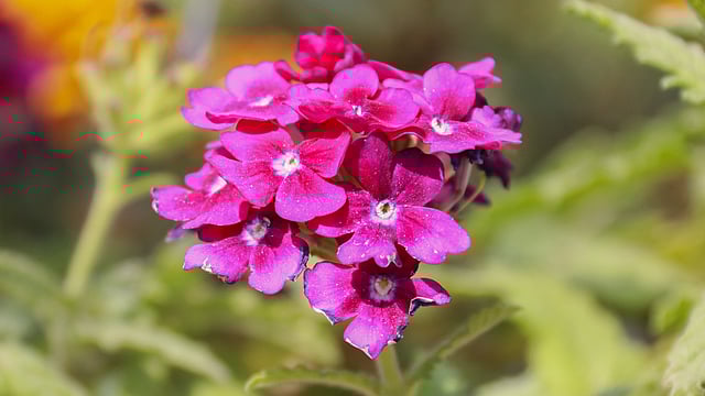 ভারবেনা ফুলের আদি নিবাস আমেরিকা ও এশিয়া। নূরনগর, খুলনা, ২০ ফেব্রুয়ারি। ছবি: সাদ্দাম হোসেন