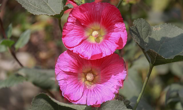 মৌসুমি ফুলের মধ্যে হলিহক আমাদের দেশে বেশ পুরোনো। ইউরোপ ও এশিয়া এর আদি নিবাস। নূরনগর, খুলনা, ২০ ফেব্রুয়ারি। ছবি: সাদ্দাম হোসেন