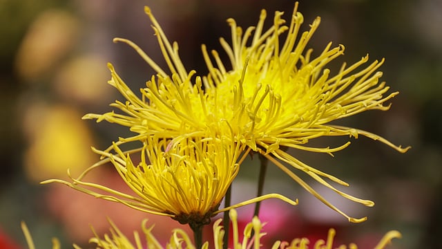 ফুলের চারা ব্যবসায়ীরা এই ফুলটি ‘স্নোবল’ নামেই জানে। কোঁকড়ানো পাপড়ির এই ফুলের আদি নিবাস এশিয়া ও আমেরিকা। নূরনগর, খুলনা, ২০ ফেব্রুয়ারি। ছবি: সাদ্দাম হোসেন