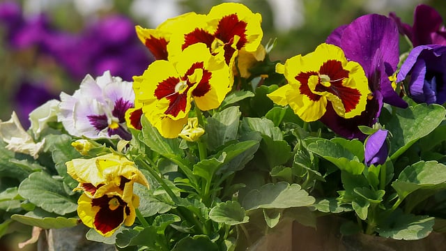 ‘প্যানসি’ ফুল হাইব্রিড ফুল। বাগানে চাষ হয়। ইউরোপ ও পশ্চিম এশিয়ায় বেশি দেখা যায়। নূরনগর, খুলনা, ২০ ফেব্রুয়ারি। ছবি: সাদ্দাম হোসেন