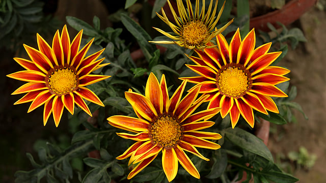 গাজানিয়া শীতকালীন ফুল। এই ফুলের আদি নিবাস আফ্রিকা। নূরনগর, খুলনা, ২০ ফেব্রুয়ারি। ছবি: সাদ্দাম হোসেন