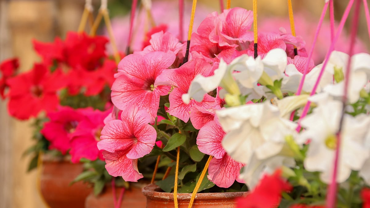 পিটুনিয়া ফুল মূলত গ্রীষ্ম ও বর্ষাকালের ফুল। তবে অনেক অঞ্চলে এ ফুল শীতকালেও ফোটে। এই ফুলের আদি নিবাস দক্ষিণ আমেরিকা। নূরনগর, খুলনা, ২০ ফেব্রুয়ারি। ছবি: সাদ্দাম হোসেন