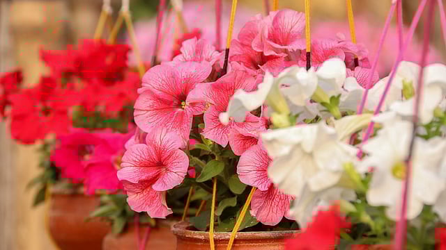 পিটুনিয়া ফুল মূলত গ্রীষ্ম ও বর্ষাকালের ফুল। তবে অনেক অঞ্চলে এ ফুল শীতকালেও ফোটে। এই ফুলের আদি নিবাস দক্ষিণ আমেরিকা। নূরনগর, খুলনা, ২০ ফেব্রুয়ারি। ছবি: সাদ্দাম হোসেন