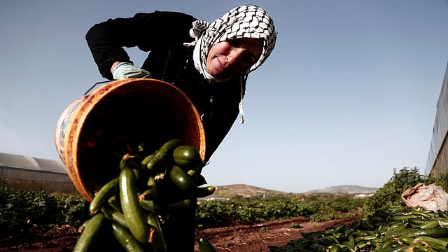 নিজের খেত থেকে শসা সংগ্রহ করছেন এক ফিলিস্তিনি নারী কৃষক। পশ্চিম তীর, ফিলিস্তিন, ৮ মার্চ। ছবি: রয়টার্স