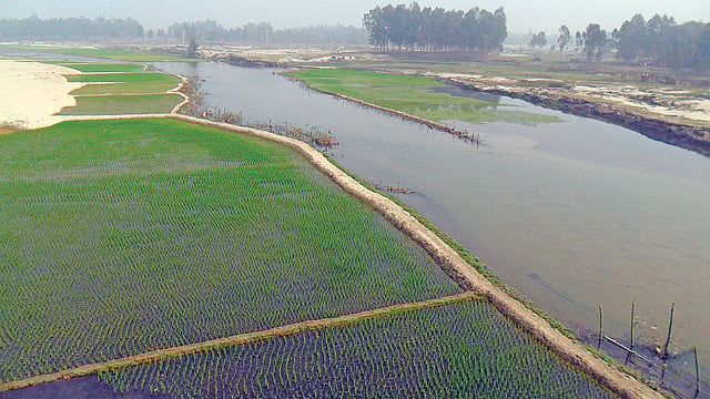 পঞ্চগড়ে করতোয়া নদী যেন ফসলি জমি