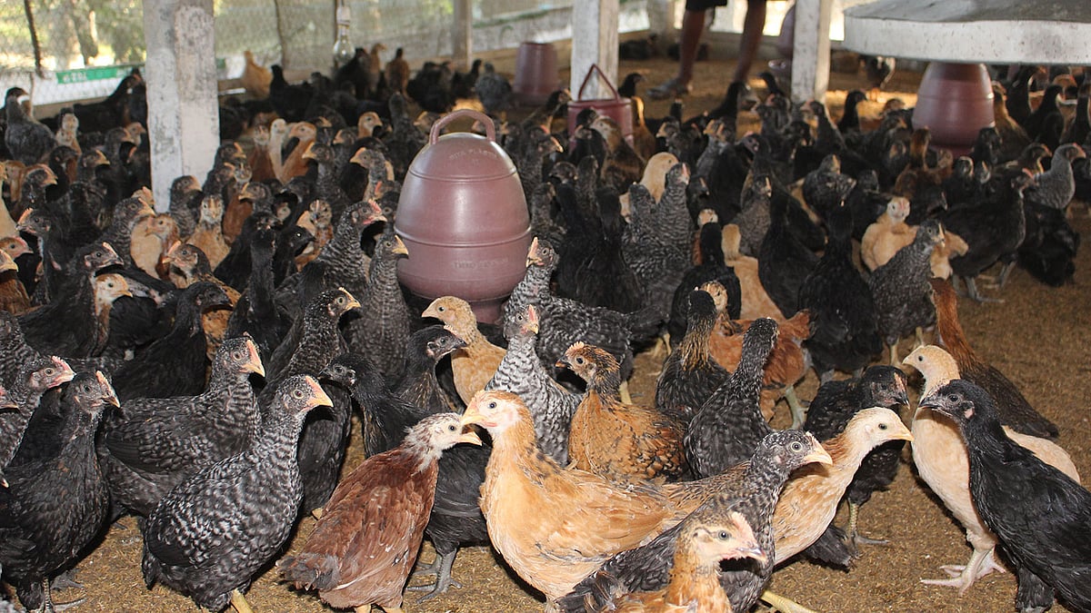 বাংলাদেশ কৃষি বিশ্ববিদ্যালয়ে উদ্ভাবিত বাউ-ব্রো রঙিন মুরগি। ছবি: শাহীদুজ্জামান সাগর