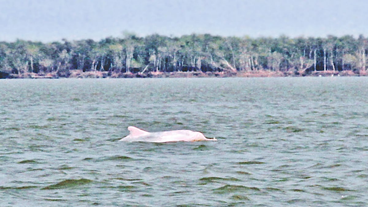 গোলাপি ডলফিন। ১০ মার্চ সুন্দরবনের মালঞ্চ নদী।  ছবি: মনিরুল এইচ খান