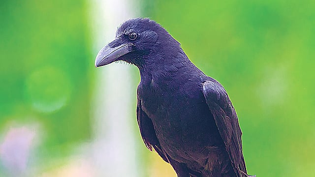 দাঁড়কাক।  ছবি: আ ন ম আমিনুর রহমান