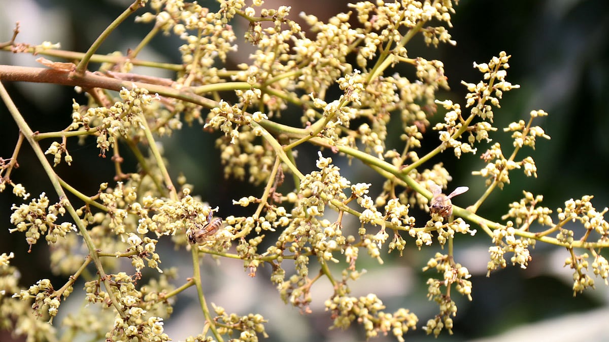 ফাল্গুনে গাছে গাছে ফুল, এসেছে আমের মুকুল। মৌমাছিও লেগে পড়েছে মধু সংগ্রহ করতে। আওতাপাড়া গ্রাম, ঈশ্বরদী, পাবনা।
