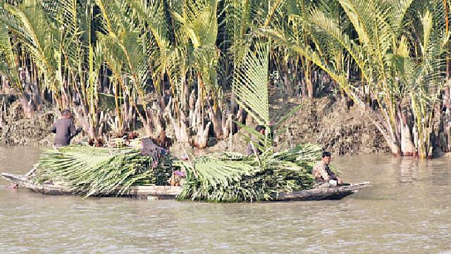 বাওয়ালি ও মৌয়ালরা বনের পরিচর্যা করে