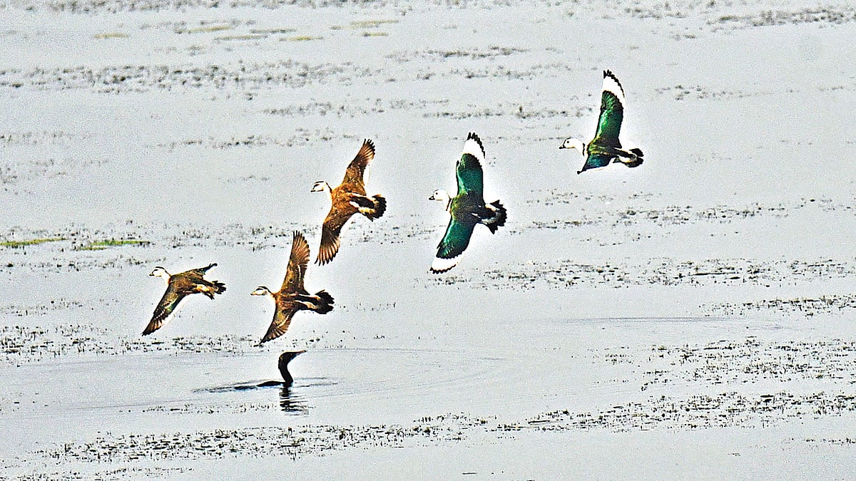 বাইক্কা বিলে একঝাঁক উড়ন্ত বালিহাঁস। ছবি: লেখক