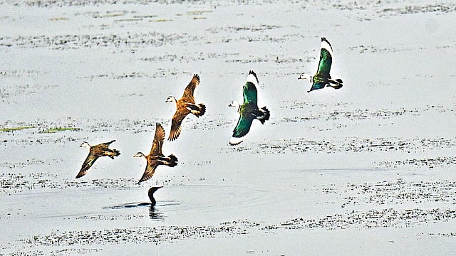 বাইক্কা বিলে একঝাঁক উড়ন্ত বালিহাঁস।  ছবি: লেখক