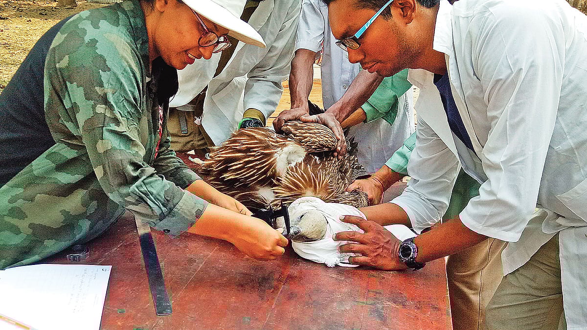 আহত শকুনের চিকিৎসা চলছে। ছবি: লেখক