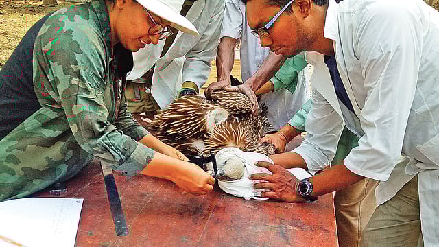 আহত শকুনের চিকিৎসা চলছে। ছবি: লেখক