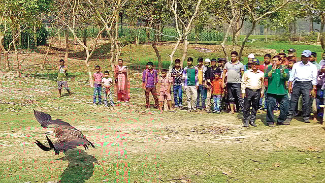 সুস্থ করার পর ছেড়ে দেওয়া হচ্ছে একটি শকুন