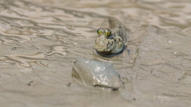 সুন্দরবনে খালের পাড়ে দেখা মেলে উভচর মাছের। সুতারখালী, সুন্দরবন, খুলনা। ছবি: সাদ্দাম হোসেন
