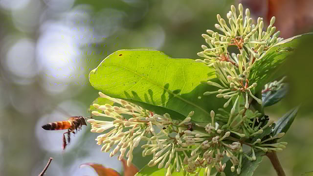 রঙ্গন ফুলের টানে ছুটে আসা মৌমাছি। শেখের বাড়ি, সুন্দরবন, খুলনা। ছবি: সাদ্দাম হোসেন