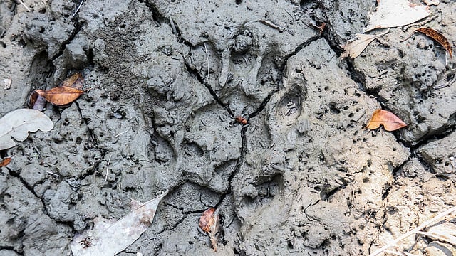 কাদায় দেখা মেলে বিভিন্ন প্রাণীর পায়ের ছাপ। সুন্দরবনে এমন পায়ের ছাপ দেখলেই মনে হয় এ বুঝি বাঘের পায়ের ছাপ। শেখের বাড়ি, সুন্দরবন, খুলনা। ছবি: সাদ্দাম হোসেন