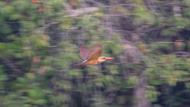 উড়ে যায় খয়রা পাখ মাছরাঙা পাখি। শেখের বাড়ি, সুন্দরবন, খুলনা। ছবি: সাদ্দাম হোসেন