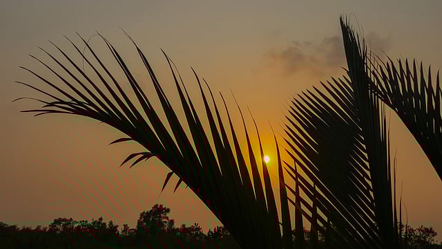 অস্তগামী সূর্য। বিশাল বনে নেমে আসছে গভীর অন্ধকার। গেওয়াখালী, সুন্দরবন, খুলনা। ছবি: সাদ্দাম হোসেন
