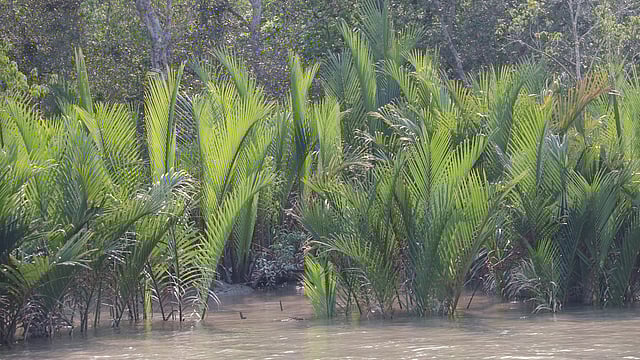 সুন্দরবনের শোভা যেন গোলপাতার এই বন। গোলপাতা গোল নয়। কালাবগি, সুন্দরবন, খুলনা, সাম্প্রতিক ছবি। ছবি: সাদ্দাম হোসেন