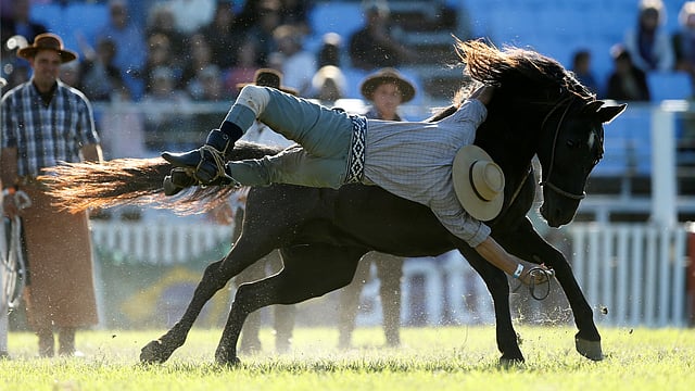 যেন ঘোড়ার সঙ্গে ধস্তাধস্তি। মন্টেভিডিও, উরুগুয়ে, ২৭ মার্চ। ছবি: রয়টার্স