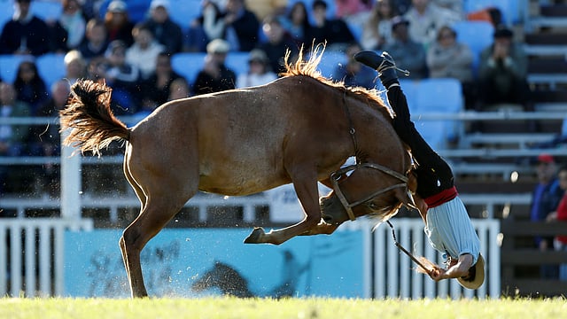 ঘোড়সওয়ারকে পিঠ থেকে ফেলে দিয়েই ক্ষান্ত হয়নি ঘোড়াটি। মন্টেভিডিও, উরুগুয়ে, ২৭ মার্চ। ছবি: রয়টার্স