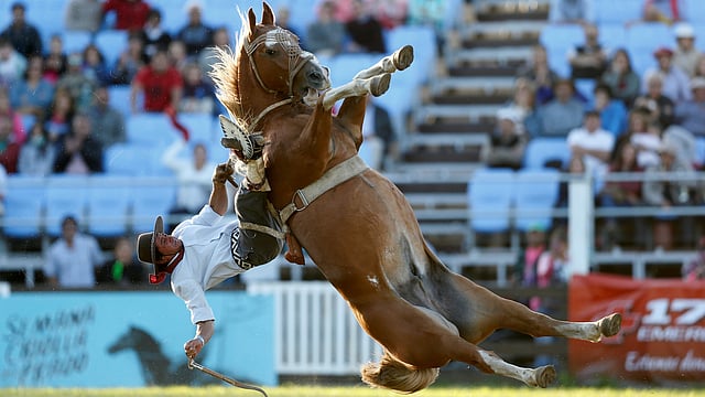 নিয়ন্ত্রণহীন ঘোড়ার পিঠে চড়ে তাকে বশে আনতে হবে—এমনই এক ব্যতিক্রমধর্মী খেলায় মাতে উরুগুয়ের মন্টেভিডিওবাসী। সপ্তাহব্যাপী এই উৎসবে পাগলা ঘোড়া পোষ মানাতে পারে হাতে গোনা কয়েকজন ঘোড়সওয়ার। বাকিদের অবস্থা কী হয়, তা ছবি দেখেই বোঝা যাচ্ছে। মন্টেভিডিও, উরুগুয়ে, ২৭ মার্চ। ছবি: রয়টার্স
