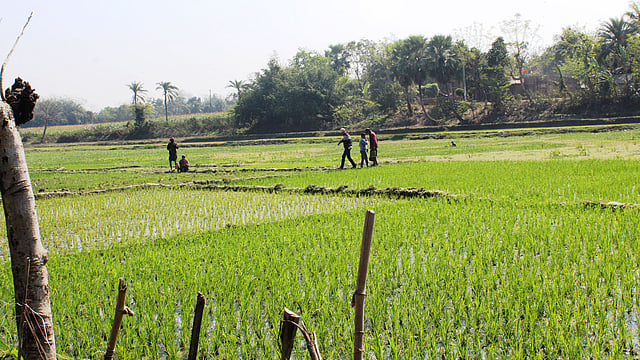 ভৈরব নদের মাঝে ধান চাষ। চুয়াডাঙ্গার জীবননগর উপজেলার আন্দুলবাড়িয়া এলাকায়।