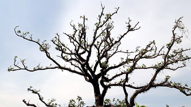 পাতাশূন্য ডালপালা মেলে দাঁড়িয়ে আছে ছাতিমগাছটি। কিছুদিনের মধ্যেই গাছটি পাতা, ফুল ও ফুলে ভরে উঠবে। বরইকান্দি, দক্ষিণ সুরমা, সিলেট, ১৭ এপ্রিল। ছবি: আনিস মাহমুদ