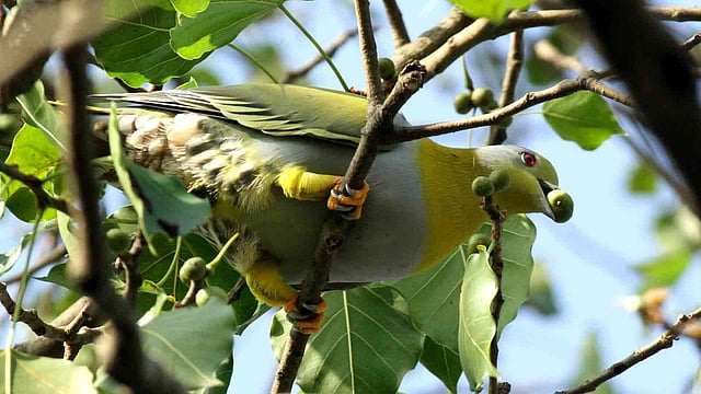 সবুজাভ হরিয়াল পাখি। কবুতরের মতো দেখতে এই পাখি গাছের ফলপাকড়, বিশেষ করে বটফল খেয়ে জীবনধারণ করে। ক্ষুদ্র নৃগোষ্ঠী সাংস্কৃতিক ইনস্টিটিউট প্রাঙ্গণ, রাঙামাটি, ১৬ এপ্রিল। ছবি: সুপ্রিয় চাকমা