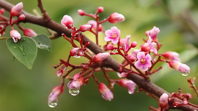 বৃষ্টির ফোঁটা জমে আছে কামরাঙার রাঙা ফুলে। টক স্বাদের কামরাঙার ফুল দেখতে বড় মিষ্টি। দাড়িয়াপাড়া এলাকা, সিলেট, ১৯ এপ্রিল। ছবি: আনিস মাহমুদ