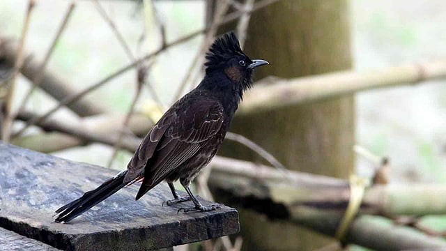 খাবারের খোঁজে বেরিয়েছে বুলবুলিটি। মানরা, মানিকগঞ্জ সদর, ২০ এপ্রিল। ছবি: আব্দুল মোমিন