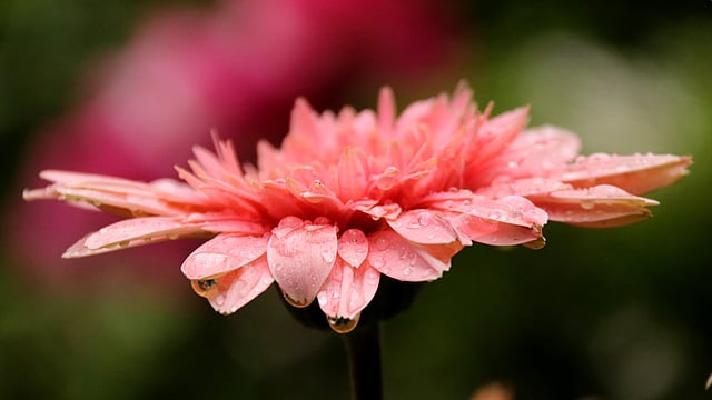 জারবেরা অ্যাসটারেসি পরিবারভুক্ত ফুল। বৃষ্টিতে ভিজে আরও উজ্জ্বল হয়েছে তার রং। দাড়িয়াপাড়া এলাকা, সিলেট, ১৯ এপ্রিল। ছবি: আনিস মাহমুদ