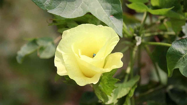 বাড়ির উঠানে ফুটেছে কার্পাস তুলার হলদে ফুল। দেশের অনেক জেলায় কার্পাস তুলার চাষ হয়। গদাধরডাঙ্গী এলাকা, ফরিদপুর সদর, ২০ এপ্রিল। ছবি: আলীমুজ্জামান